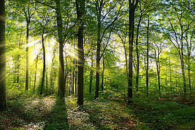 Green forest panorama with rays of sunlight Les 5 sens dans le bois