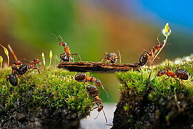 Many ants. Fairy picture for children. Moss, creek, bridge Même pas peur des petites bêtes